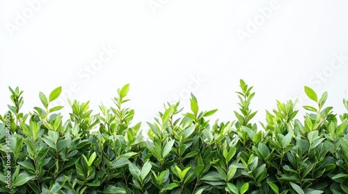 Dense garden bushes with dark green foliage and bright flower buds on a white background.