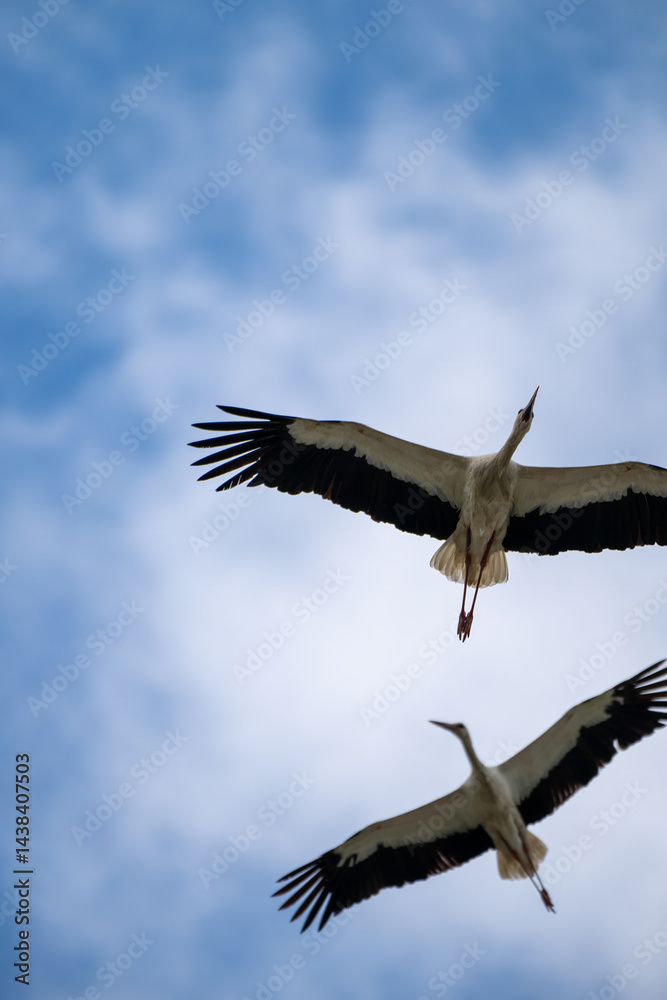 Obraz premium Zwei Störche im Flug vor bewölktem Himmel – Naturfotografie