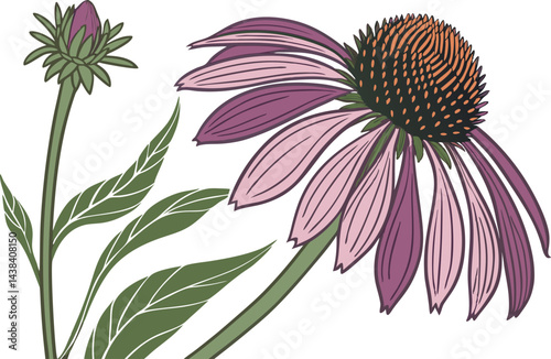 Stylish Echinacea Flower Design