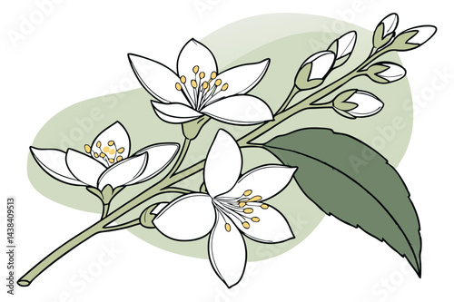 Fragrant Jasmine Flower Illustration