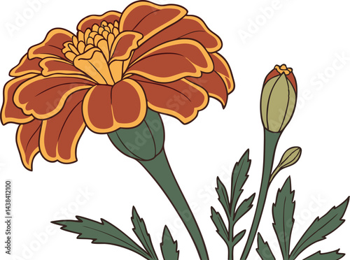 Bright Marigold Flower Illustration