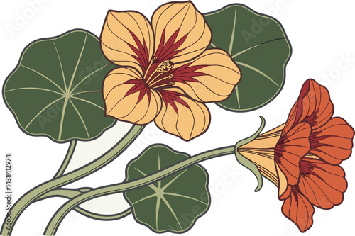 Colorful Nasturtium Flower Vector