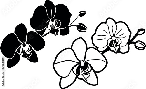 Orchid Flower Vector Art