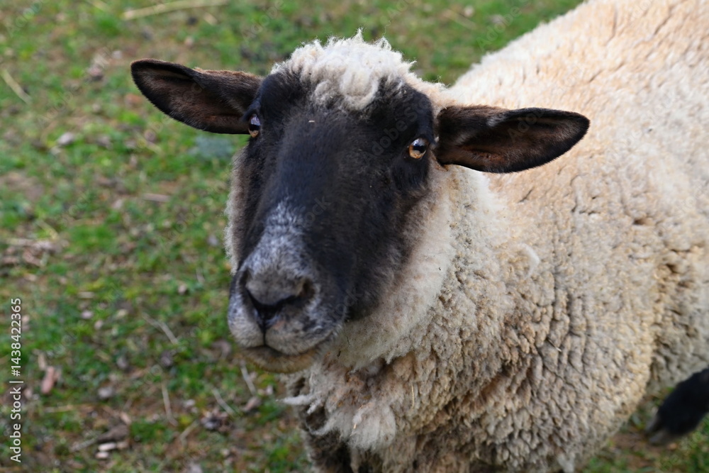Fototapeta premium Sheep grazing in the field. Concept for animals and agriculture.