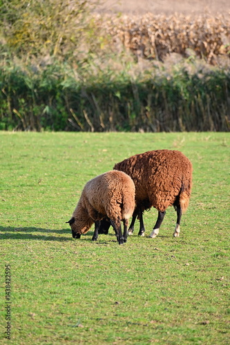 Sheep grazing in the field. Concept for animals and agriculture.