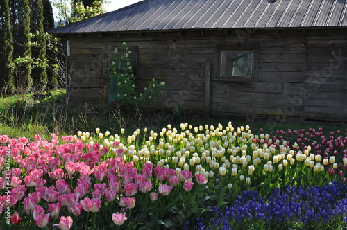 Colorful spring tulips garden next to old wooden barn