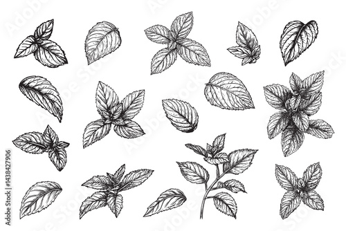 mint set vector design isolated on white background