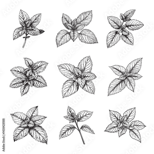 mint set vector design isolated on white background