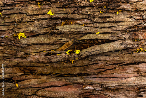 tree trunk wood texture background in Brazil. The rough wood texture