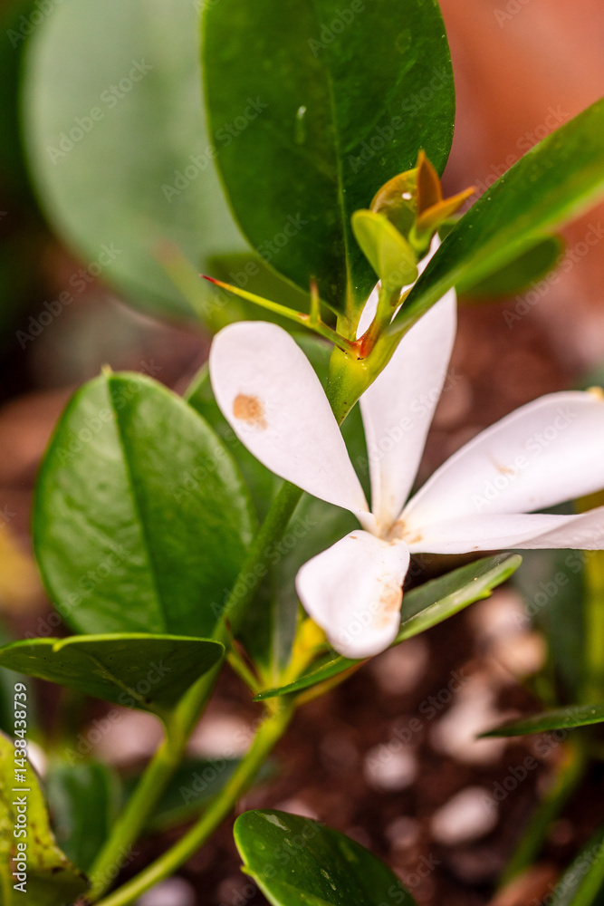Fototapeta premium Carissa macrocarpa pertenece a la familia de Apocynaceae.
