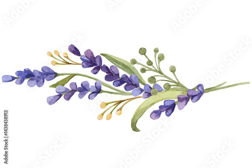 Fototapeta Naklejka Na Ścianę i Meble -  purple lavender flowers English lavender Provence Lavandula dentata French lavender Flower lavender watercolor Painting purple png Lavender field, Plateau de Valensole, Provence, France, Europe