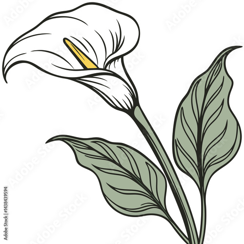 Black Calla Lily Flower Illustration On Black Background