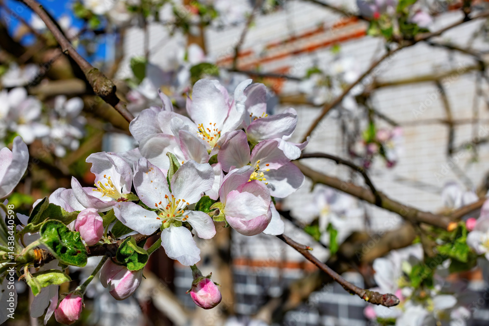 Blossoming apple tree branches in spring sunshine create a vibrant garden atmosphere