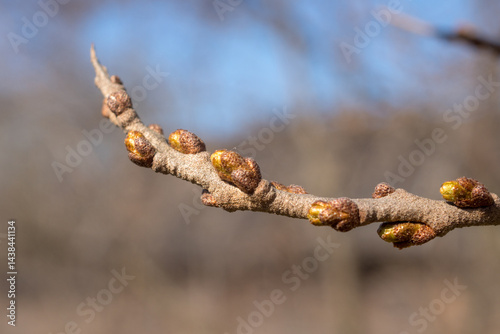 sea ​​buckthorn branch with buds in spring