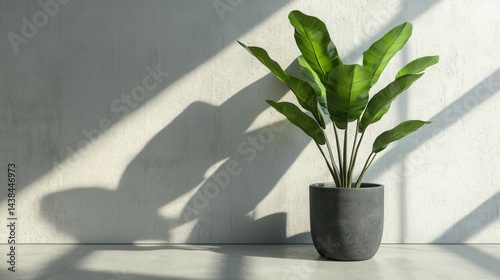 Contemporary Indoor Plant in Minimalist Space with Soft Shadows