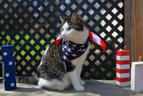 Attractive black and white cat sits outside, beside firecrackers, wearing an American Flag bandana