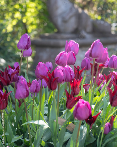 Tulips standing tall, kissed by the sun