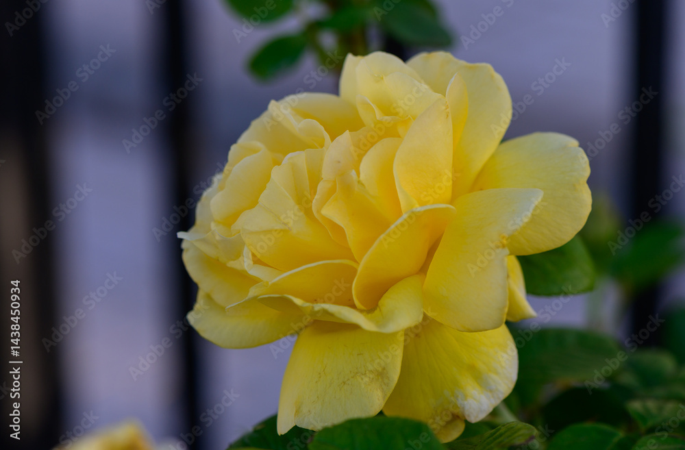 Fototapeta premium Beautiful yellow roses captured in close-up in Cyprus, showcasing their vibrant color and delicate petals. A perfect representation of Mediterranean flora and springtime beauty.