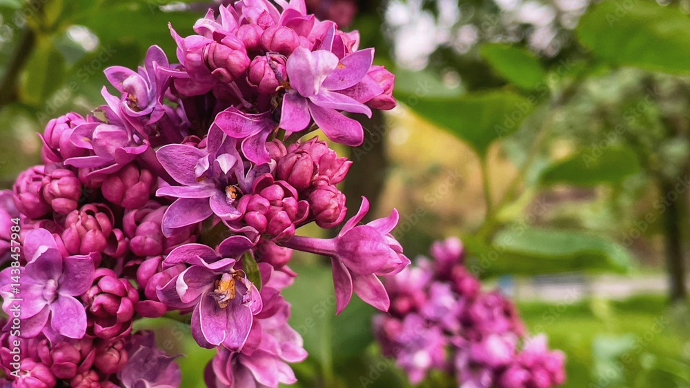 lilac flowers in the garden lilac flowers in the garden