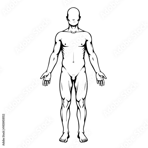 Male figure sketch, anatomical drawing, black and white, for medical illustration
