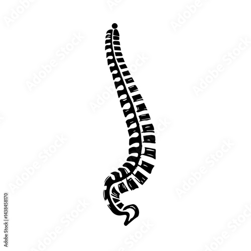 Spine sketch, black and white, for medical illustration