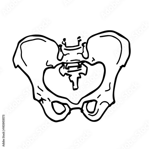 Hand-drawn sketch of human pelvis bone, for medical education
