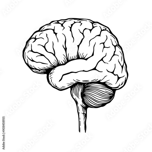 Hand-drawn brain sketch, monochrome, for medical education
