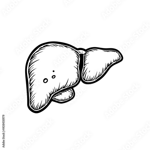 Hand-drawn liver sketch, black and white, for medical illustration
