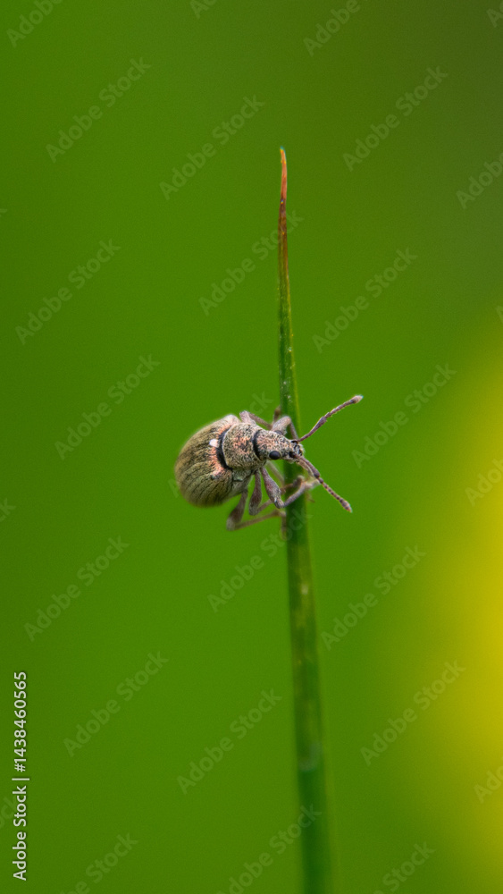 Fototapeta premium Close-up of an insect in the wild.