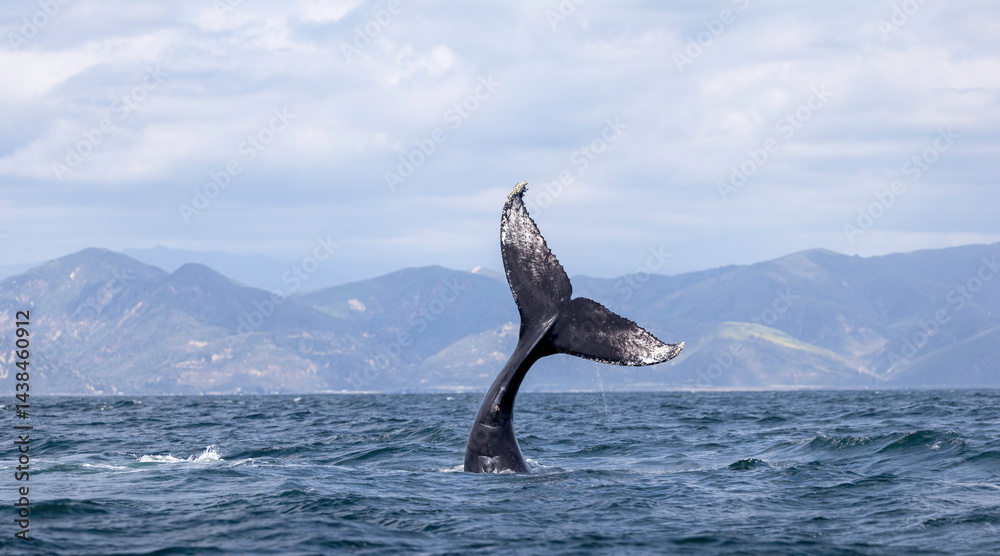 humpback whale tail, whale fluke, Santa Barbara
