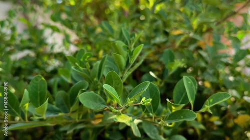 Wallpaper Mural Lush Green Foliage Close-Up Torontodigital.ca
