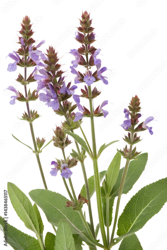 Naklejka premium salvia officinalis isolated on white background