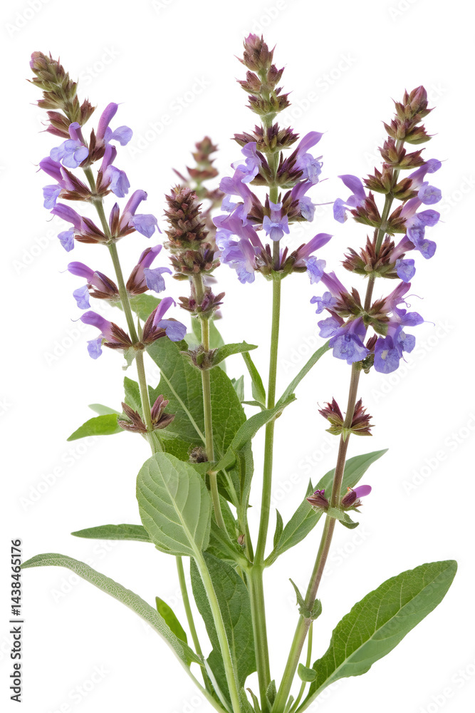 Obraz premium common sage isolated on white background