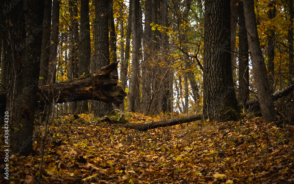 Obraz premium Enchanting autumn forest with vibrant colors and a peaceful atmosphere.