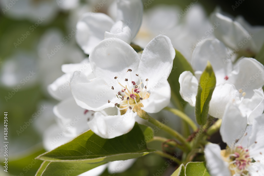 Obraz premium Fruit berry tree flower buds from close range