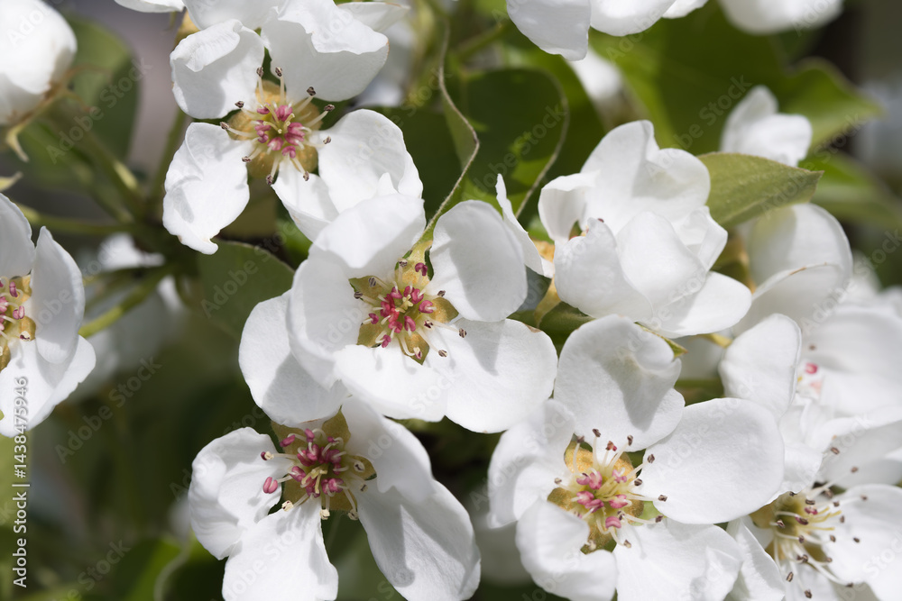 Fototapeta premium Fruit berry tree flower buds from close range