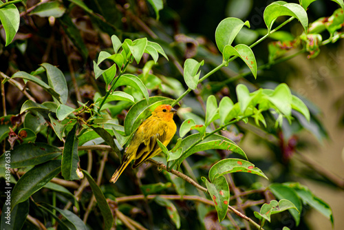 Perched gracefully among the lush green leaves, a bright yellow Saffron Finch with a fiery orange crown surveys its surroundings with alert curiosity. A male Sicalis flaveola resting on a branch. photo