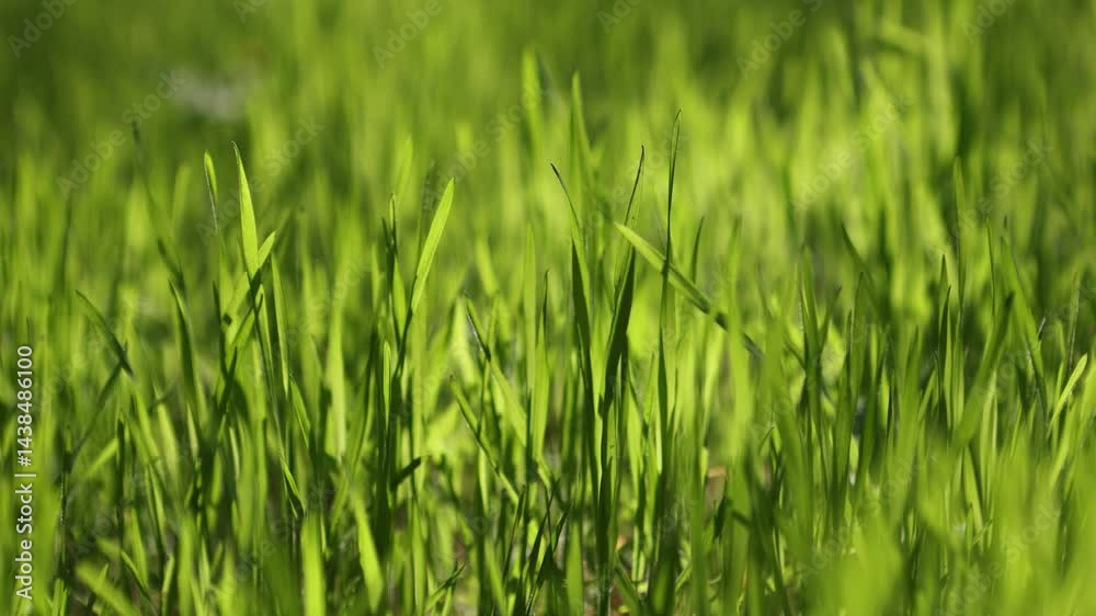 Green spring grass on a sunny day, natural grass background Green spring grass on a sunny day, natural grass background