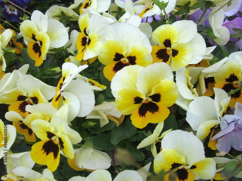 Fototapeta premium クリーム色のパンジーの花のアップ