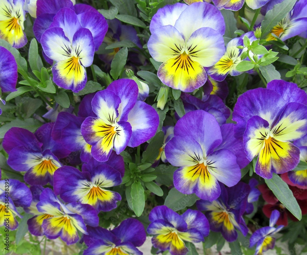 黄色と紫色のツートンカラーのパンジーの花のアップ 黄色と紫色のツートンカラーのパンジーの花のアップ