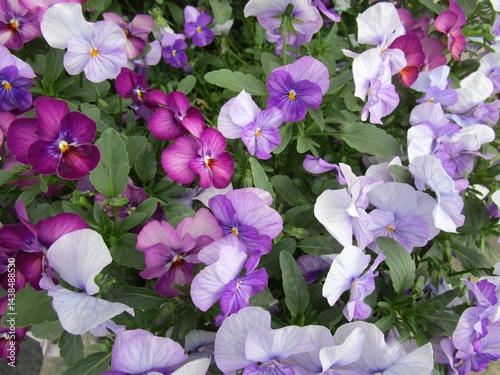 パープル系のパンジーの花のアップ
