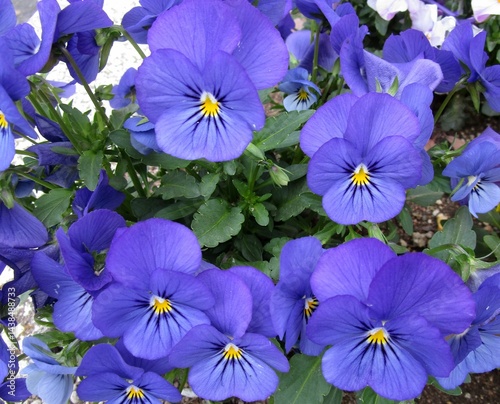 青紫色のパンジーの花のアップ