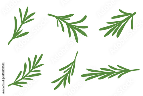 rosemary on a white background.Vector illustration	