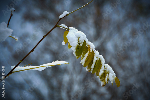 Snow-covered plants in winter captured in close-up, showing fine details of frost and ice.
 photo