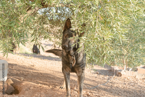 Obraz na plátne A frightened Dutch shepherd peeks fearfully through the undergrowth of a wooded area where he was tied up and abandoned