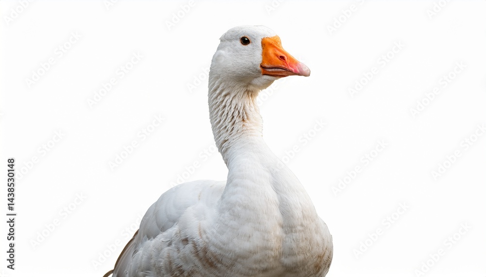 Obraz premium bautiful white goose front side stand isolate is on white background