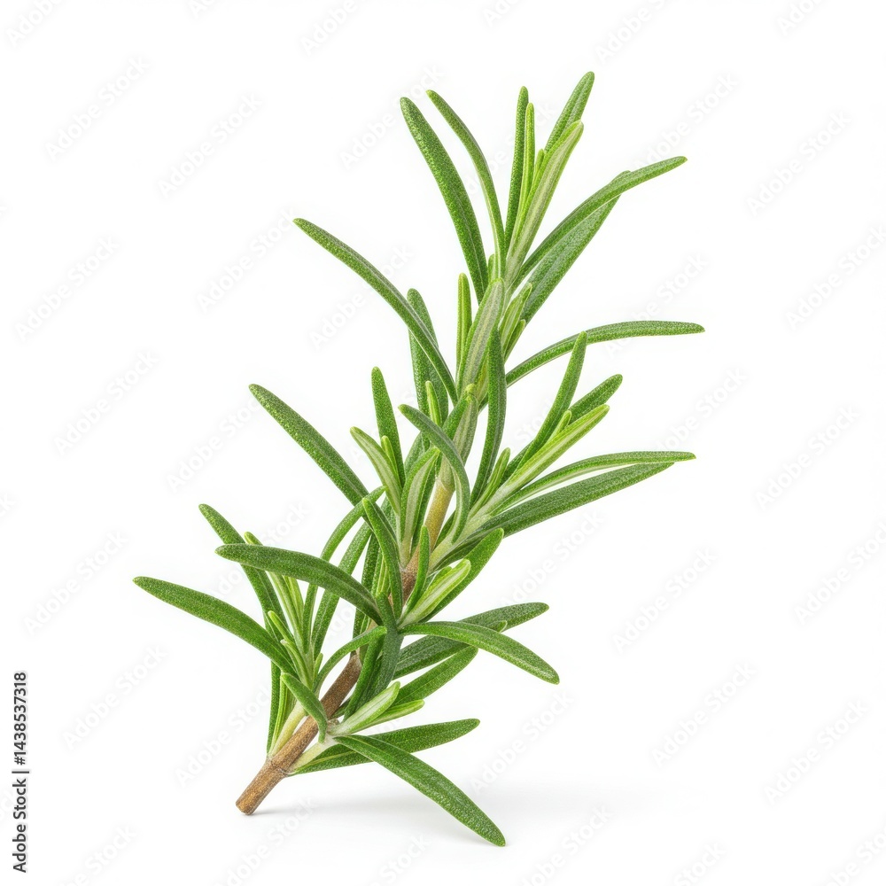Fototapeta premium Rosemary sprig close up studio shot isolated on white background