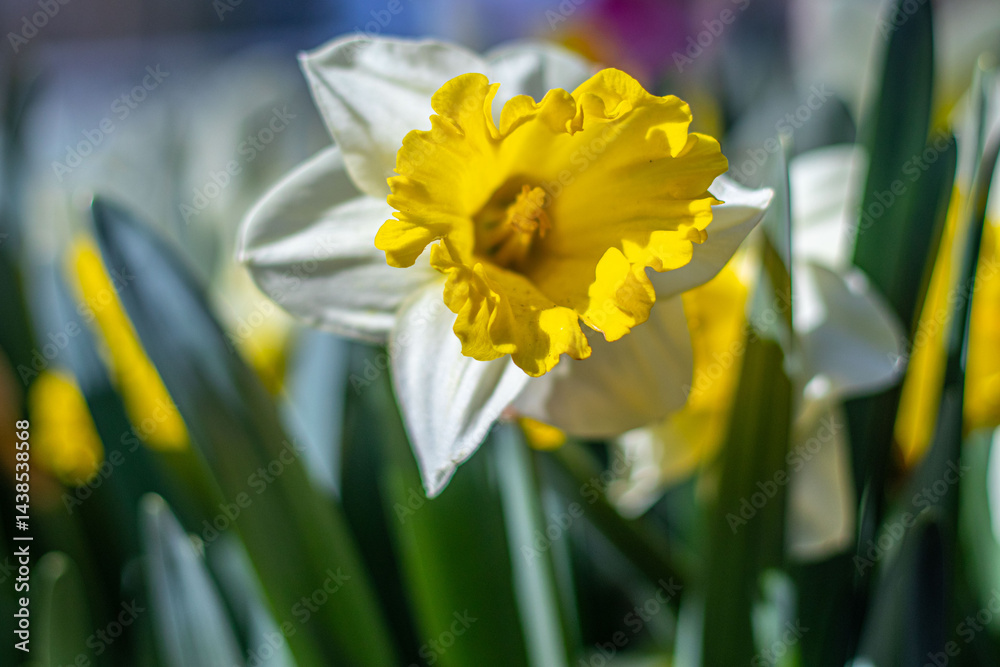 Obraz premium flower