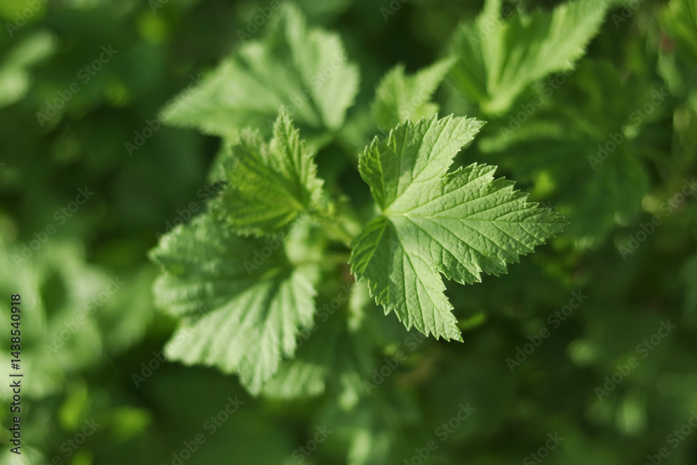Fresh green currant leaves in sunlight, spring garden plant close-up, natural background.