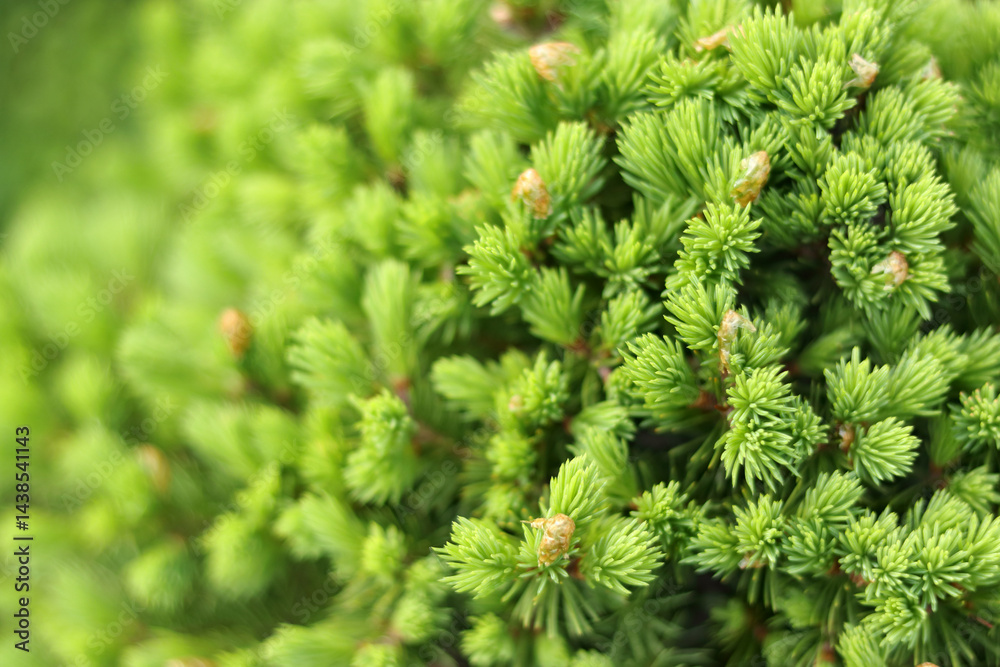 Fresh green pine needles close-up, natural spring background with young conifer growth. Fresh green pine needles close-up, natural spring background with young conifer growth.